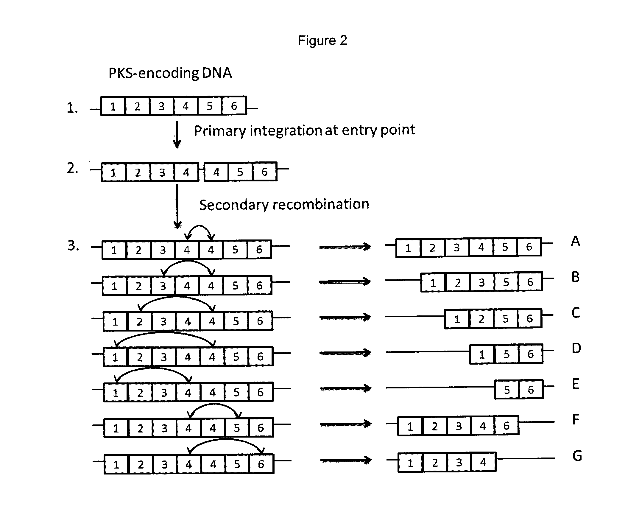 Rapamycin analogues and their pharmaceutical use