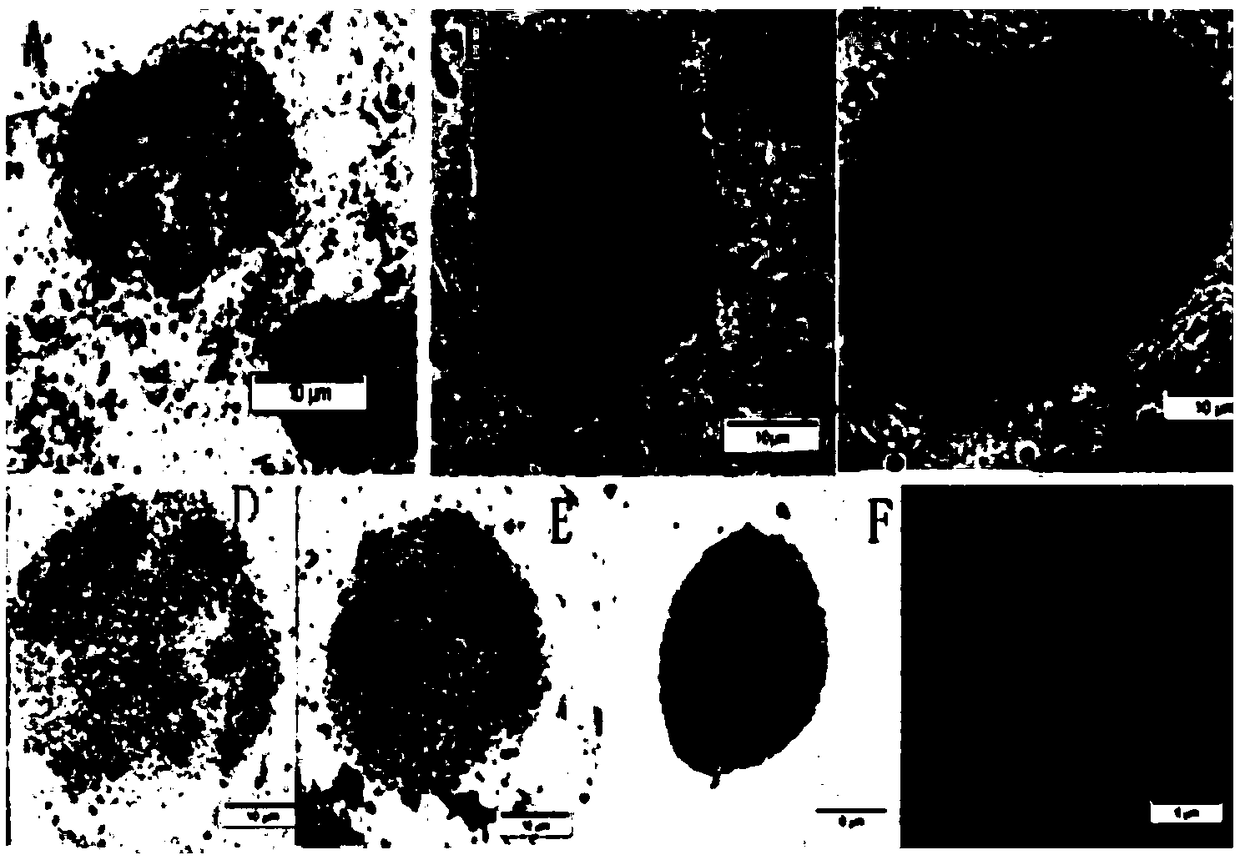 Application of Ethiopian mustard in breeding of Brassica napus definite inflorescence lines