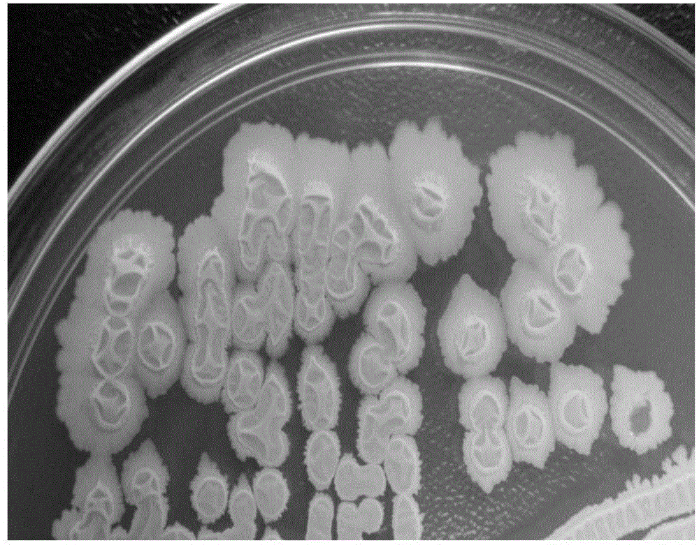 Selective breeding and application of bacillus subtilis for alleviating stress of livestock and poultry