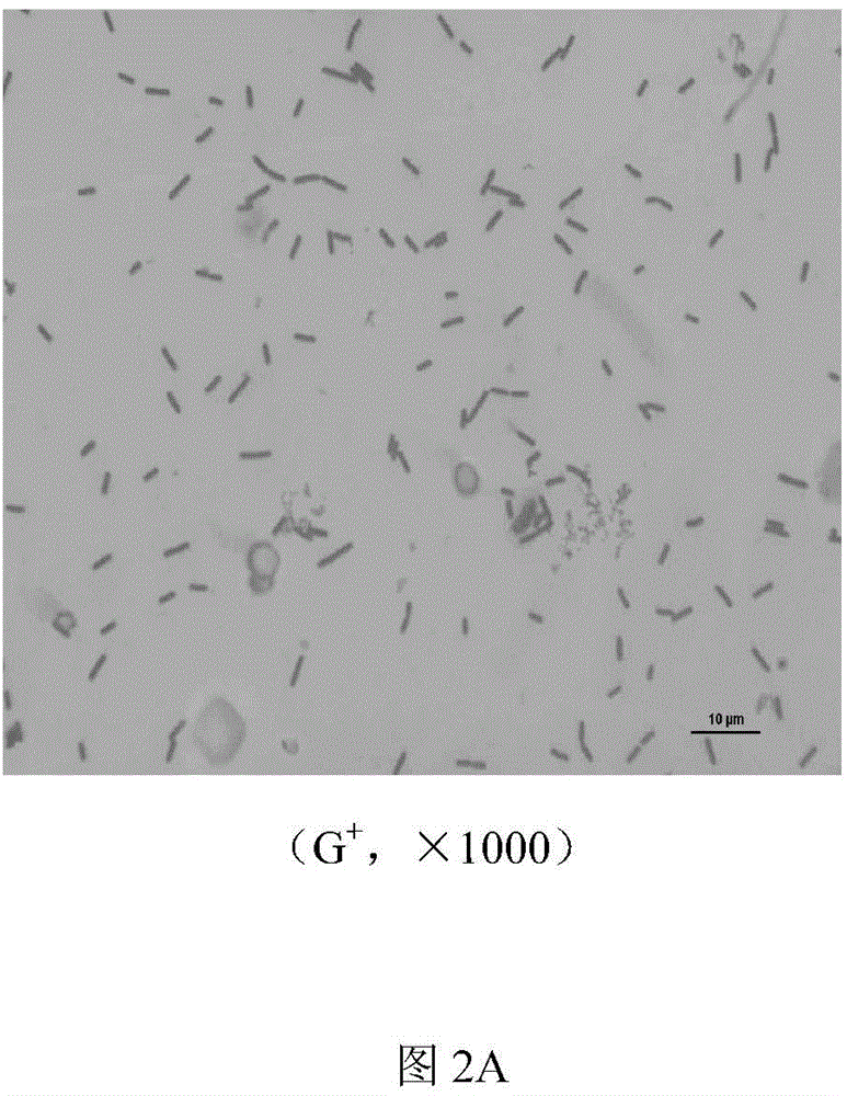 Selective breeding and application of bacillus subtilis for alleviating stress of livestock and poultry