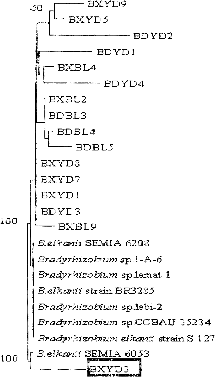 Root nodule azotobacter strain BXYD3 and uses thereof