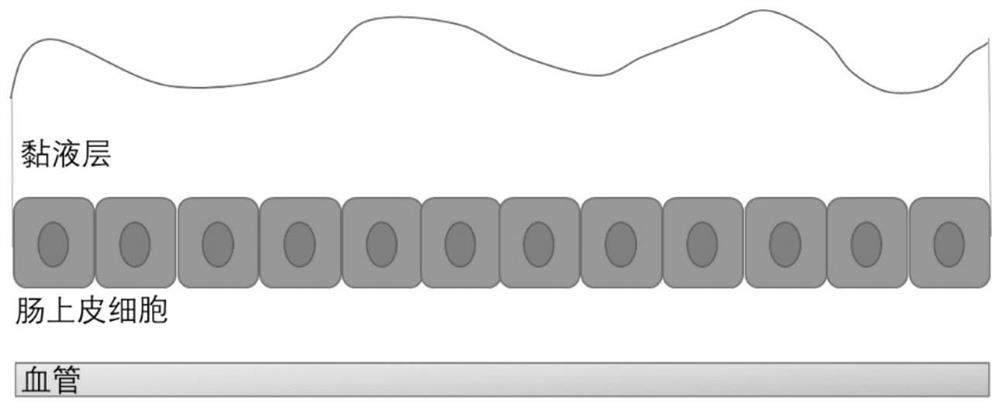 Application of fluorine-containing compound modified cationic polymer in preparation of transmucosal administration of drugs