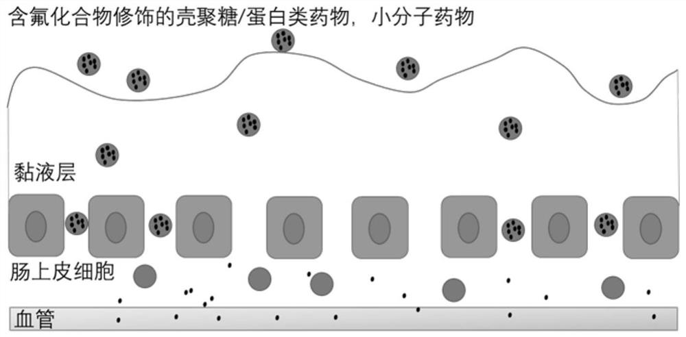 Application of fluorine-containing compound modified cationic polymer in preparation of transmucosal administration of drugs