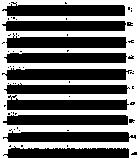 SSR (simple sequence repeat) primer and method for watermelon hybrid variety purity identification