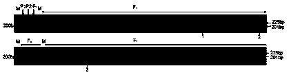 SSR (simple sequence repeat) primer and method for watermelon hybrid variety purity identification