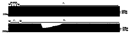 SSR (simple sequence repeat) primer and method for watermelon hybrid variety purity identification