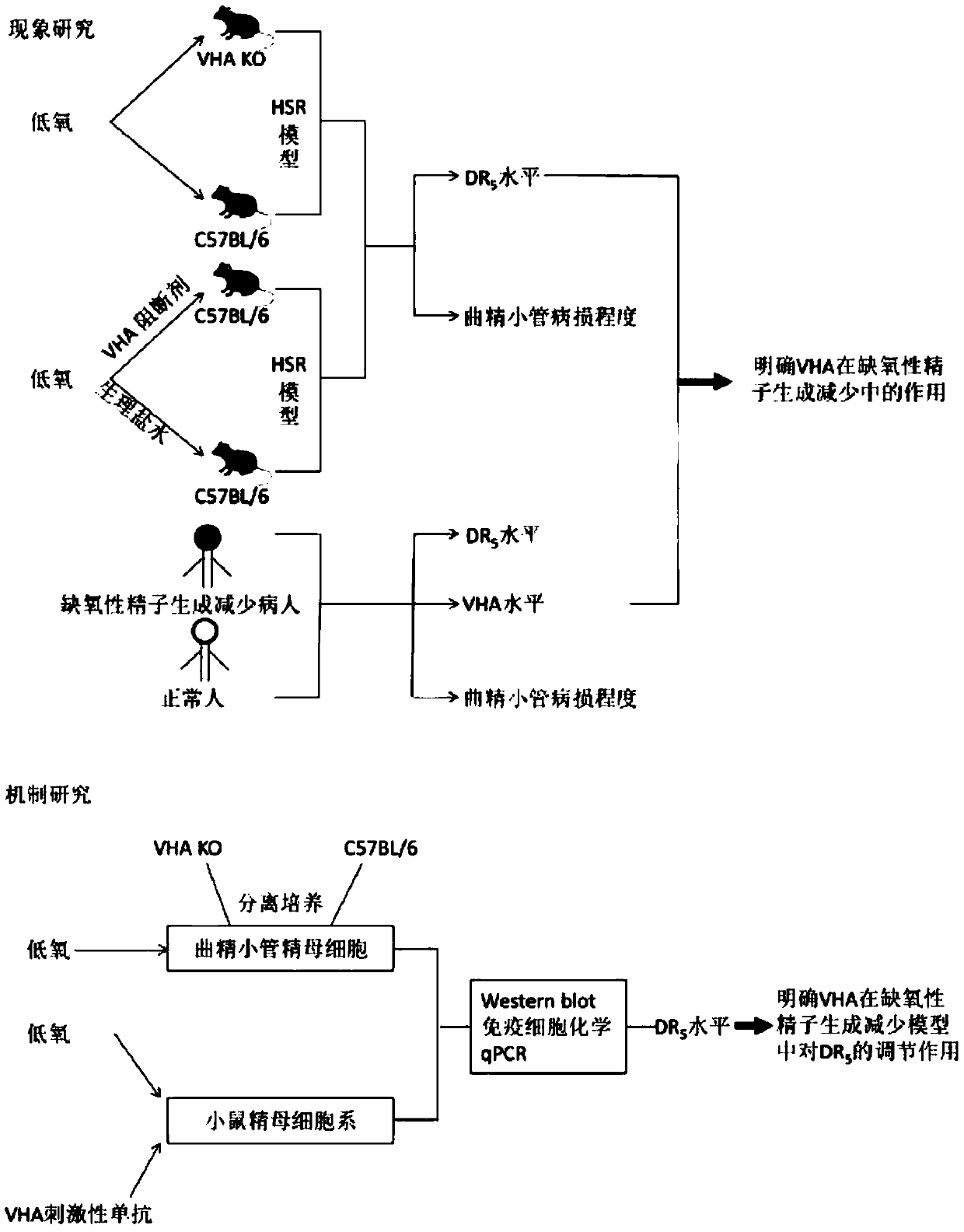 Detection method for inhibiting reduction of spermatogenesis of DR5 under oxygen deficit by VHA