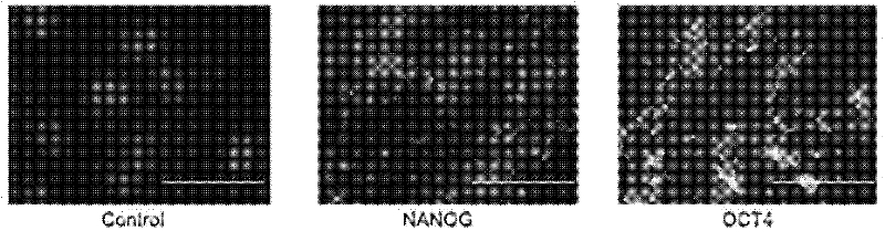 Fusion protein TAT (transactivator of transcription)-OCT4 (octamer-binding transcription factor 4), and coding gene and application thereof