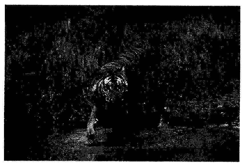 Image classification method and image classification device