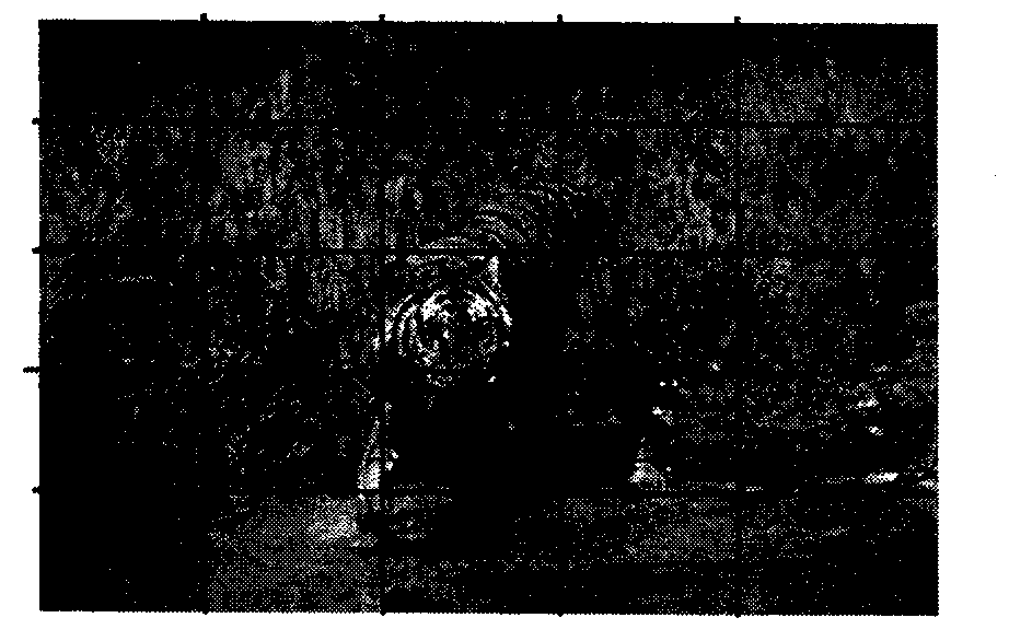 Image classification method and image classification device