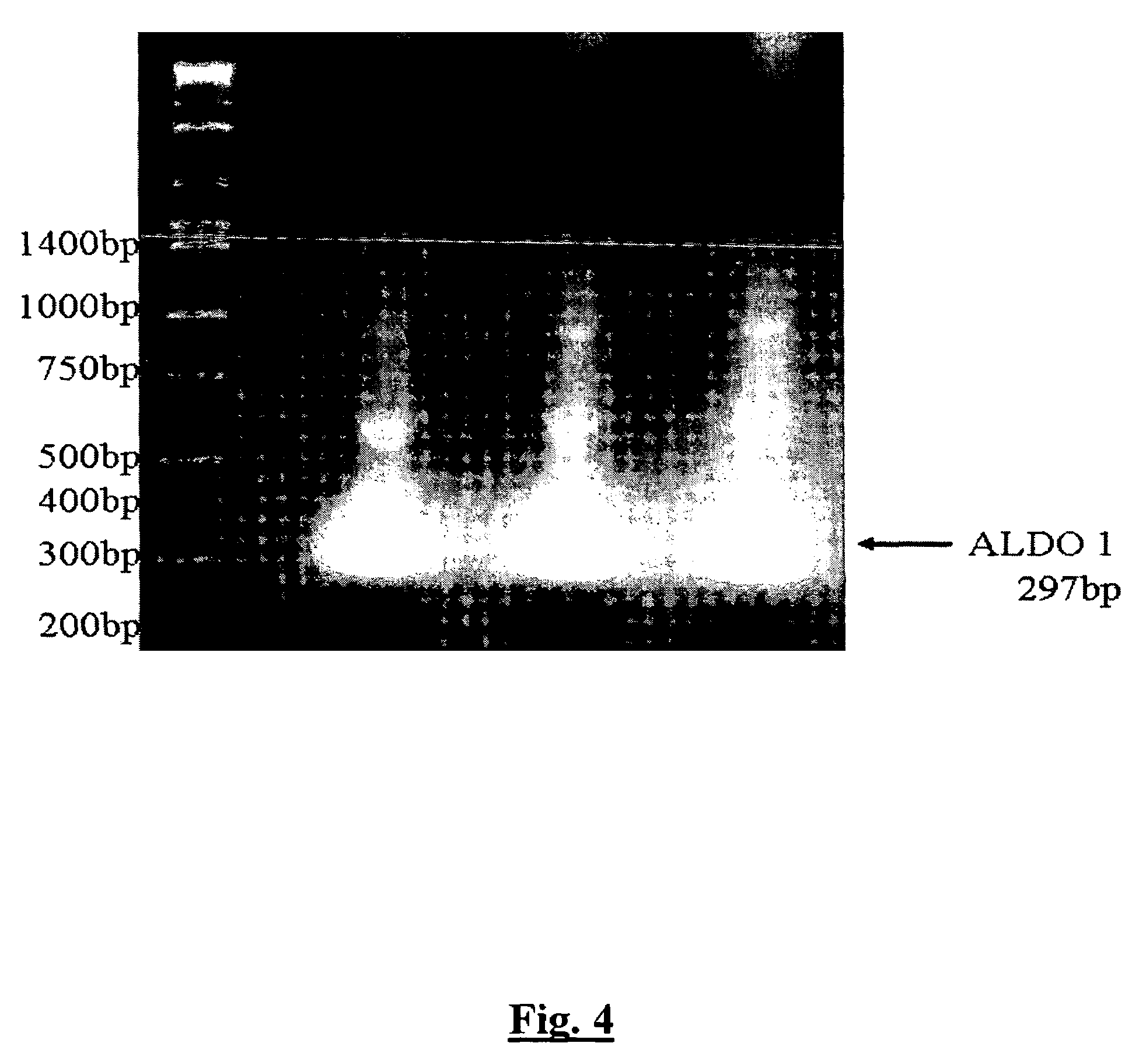 Protein-based Streptococcus pneumoniae vaccines