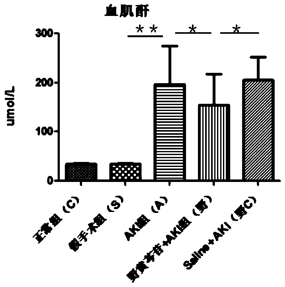 Application of scutellarin to preparing kidney ischemic reperfusion injury preventing/protecting drugs/drug combinations