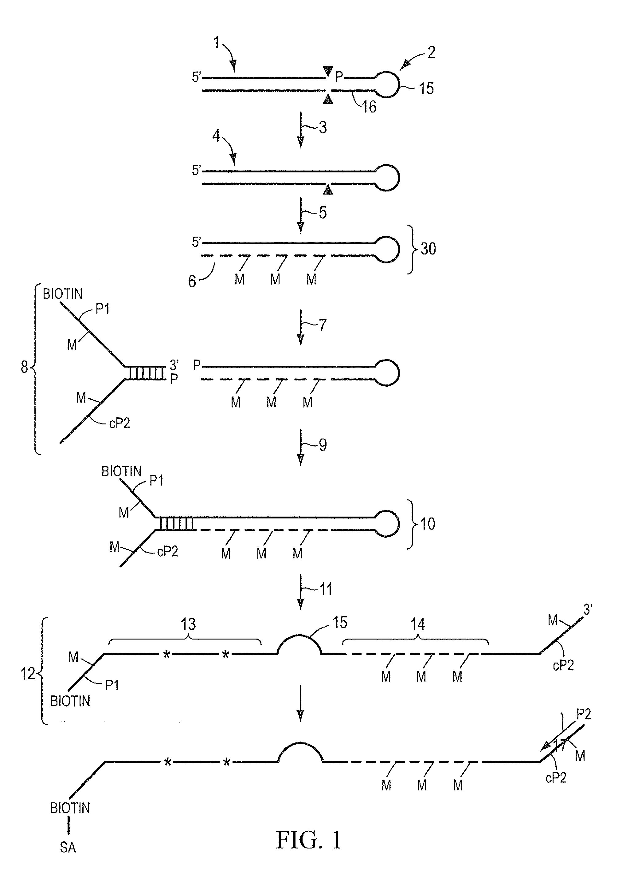 Method of sequencing and mapping target nucleic acids