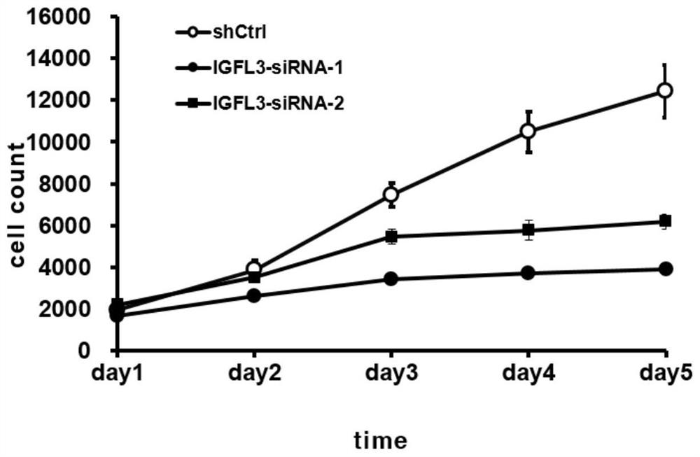 Application of human IGFL3 gene and related product