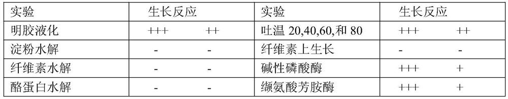 A fermented carbonized honeysuckle granule and its preparation method and application