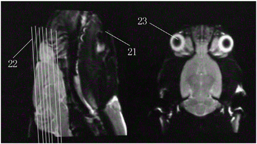 Multimode magnetic resonance imaging method for rat model under 3.0T field intensity