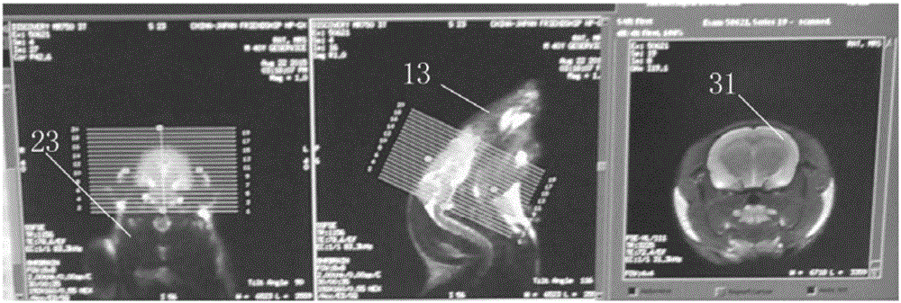 Multimode magnetic resonance imaging method for rat model under 3.0T field intensity