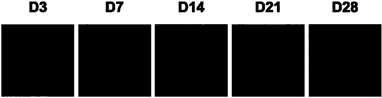 Micro hepatic tissue culture model and construction method and application thereof