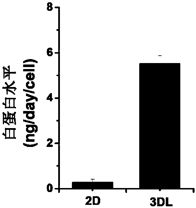 Micro hepatic tissue culture model and construction method and application thereof