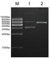 Preparation and identification method of taenia solium TSOL18 gene recombinant bacillus calmette guerin vaccine