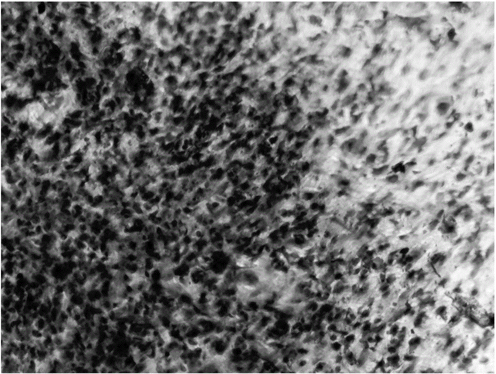 Human umbilical cord mesenchymal stem cell culture solution and culture method thereof