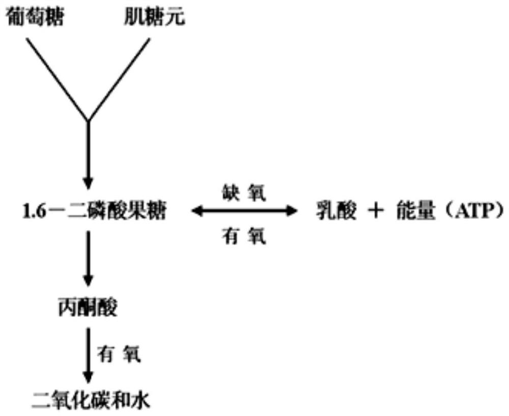 Anti-aging composition containing hydroxypropyl tetrahydropyrantriol and fermentation product and application of anti-aging composition