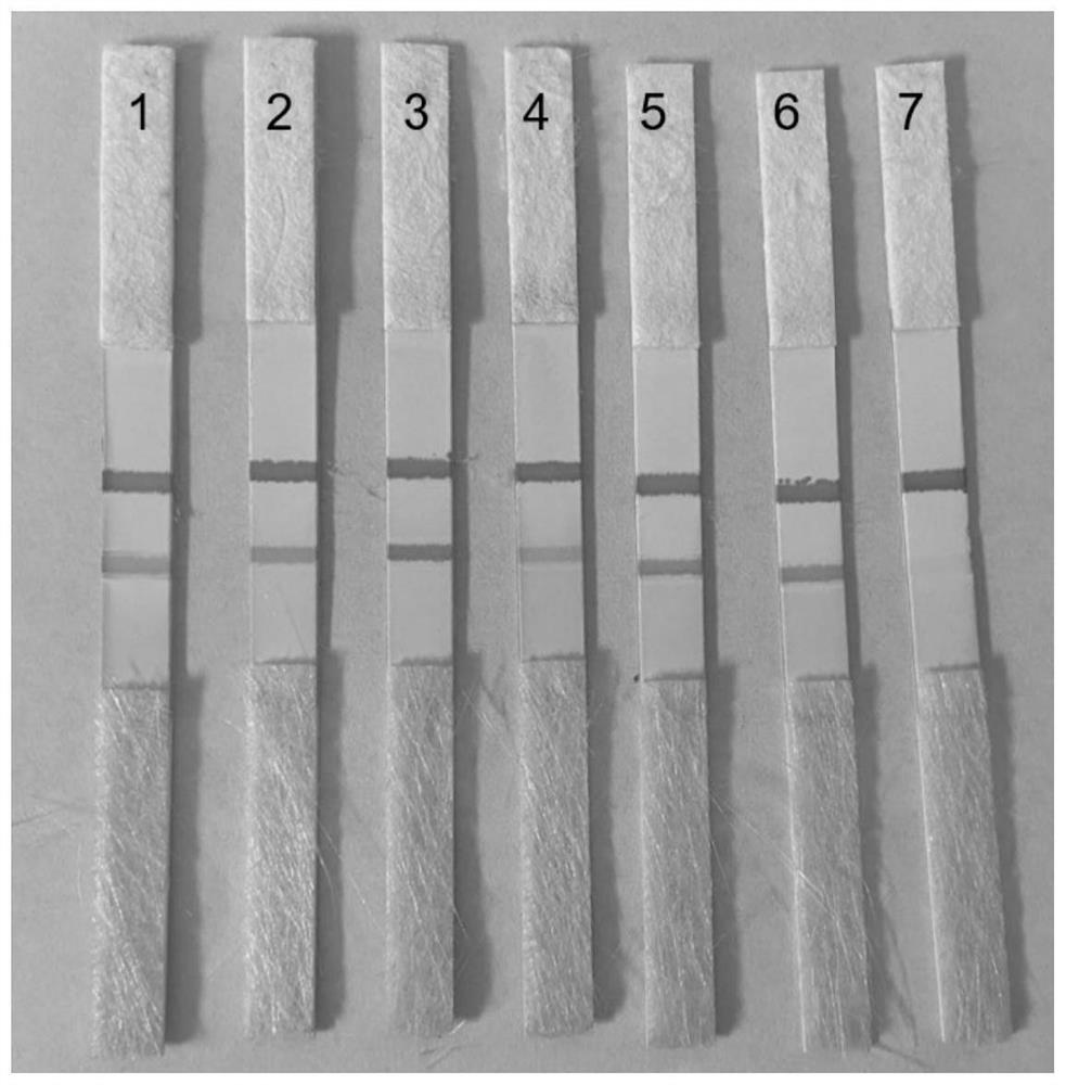 A kind of miRNA detection method and lateral flow chromatography test strip for miRNA detection