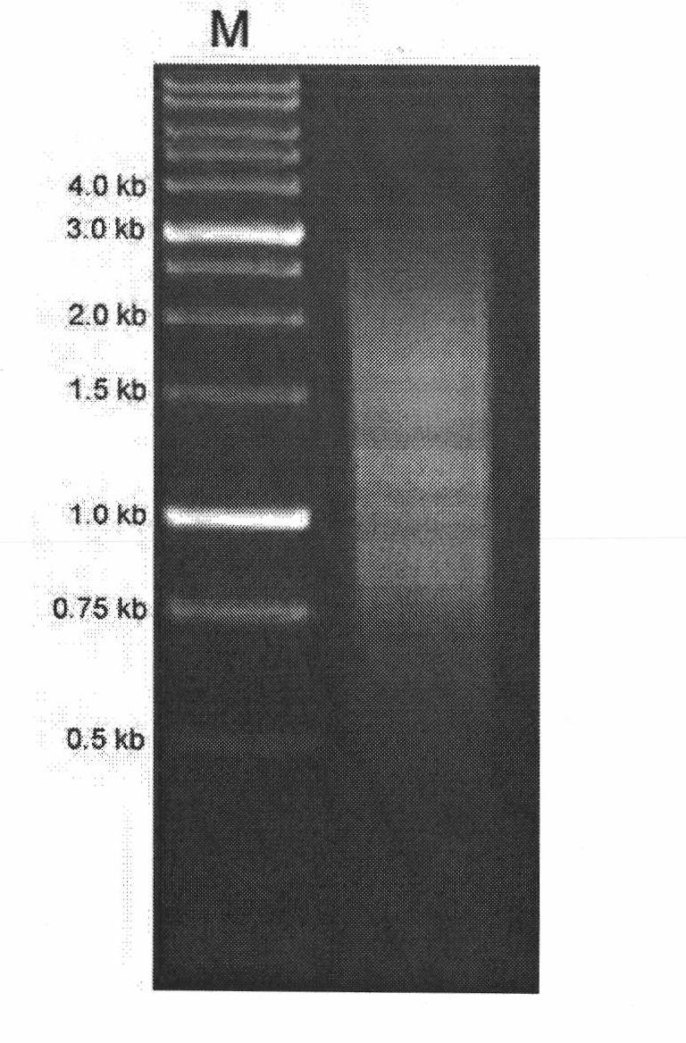 Normalized cDNA library of ocean medaka specific tissue and preparation method thereof