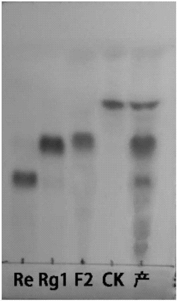 Method for preparing high-activity ginsenoside by solid dynamic fermentation technology