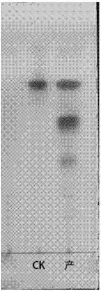 Method for preparing high-activity ginsenoside by solid dynamic fermentation technology