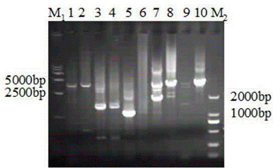 Promoter of gene Me094 related to bacterial-blight resistance of Oryza meyeriana