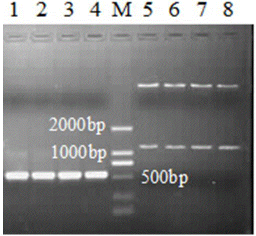 Promoter of gene Me094 related to bacterial-blight resistance of Oryza meyeriana