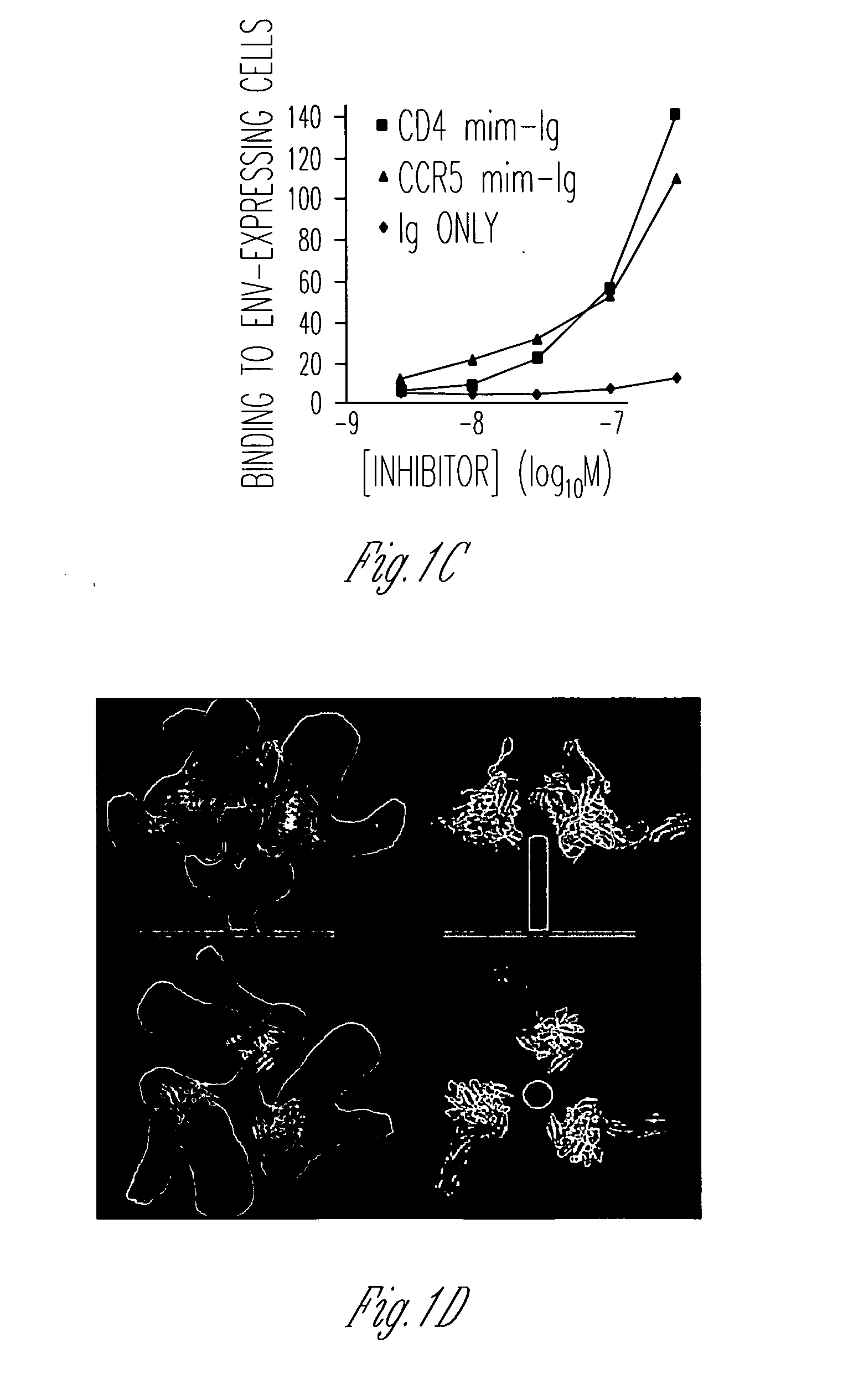 Nucleic acid encoding fusion polypeptides that prevent or inhibit HIV infection