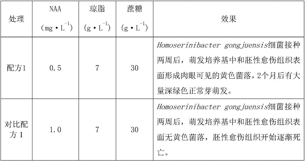 Method for succulent plant propagation through bacterium and application of bacterium