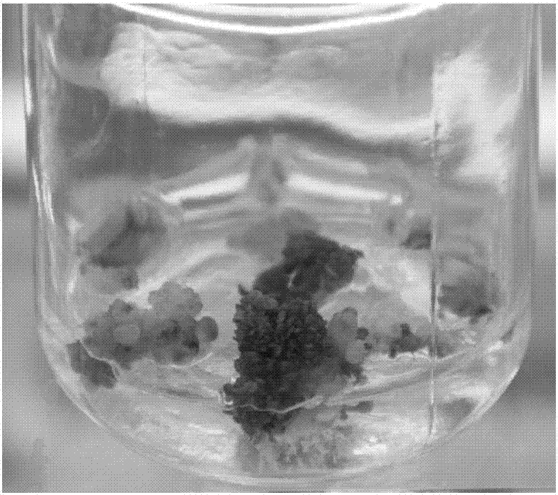 Method for succulent plant propagation through bacterium and application of bacterium