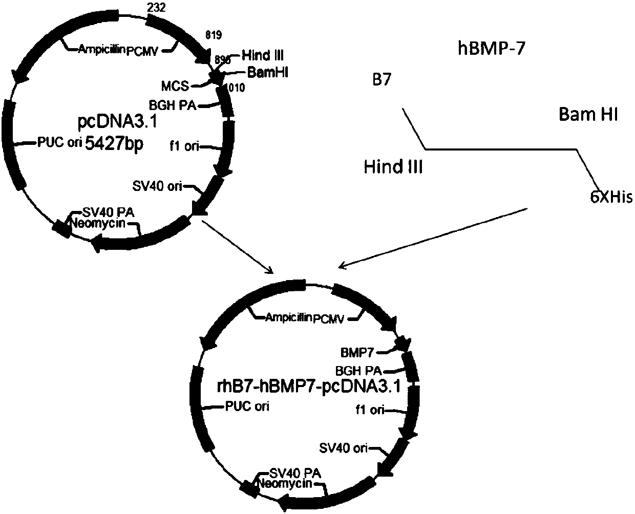 Novel protein expression system U2-OS and application thereof