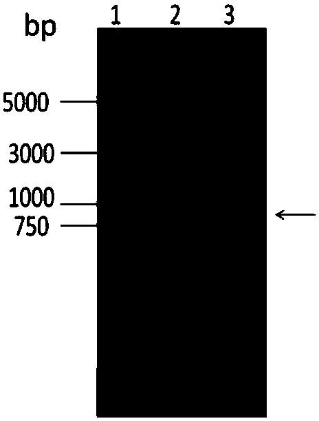 Novel protein expression system U2-OS and application thereof