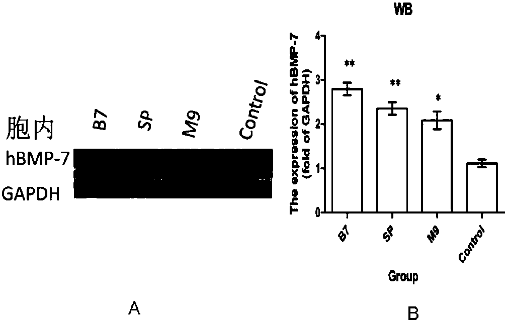 Novel protein expression system U2-OS and application thereof