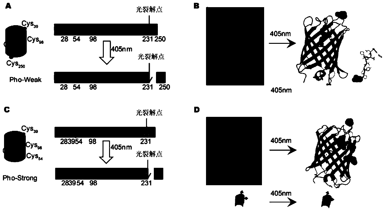 Mechanical property adjustable hydrogel based on photolytic protein as well as preparation method and application thereof