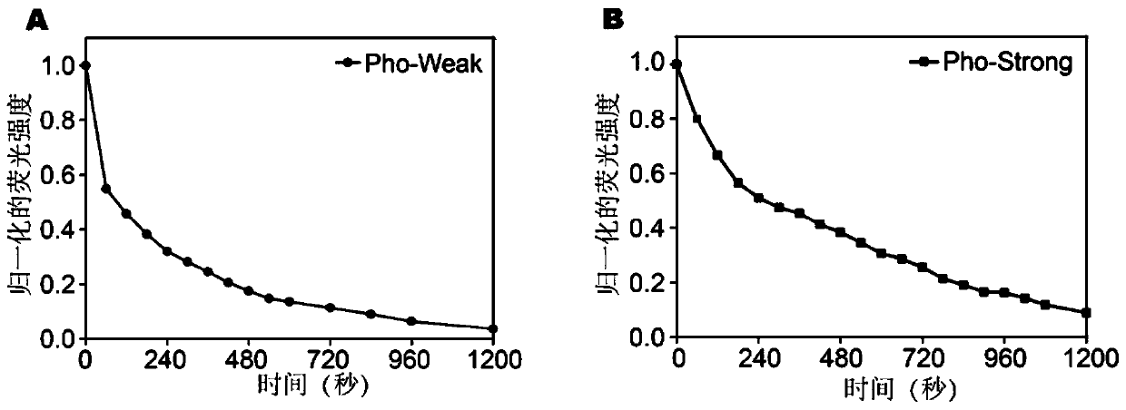 Mechanical property adjustable hydrogel based on photolytic protein as well as preparation method and application thereof