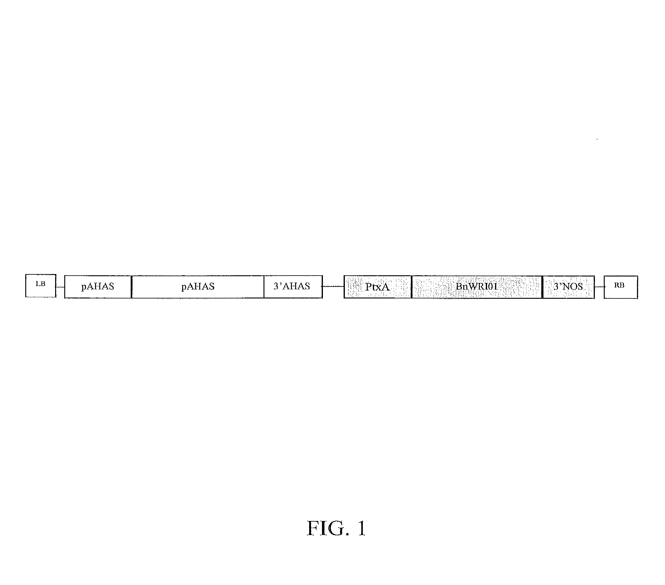 Nucleic acid molecules encoding WRINKLED1-like polypeptides and methods of use in plants