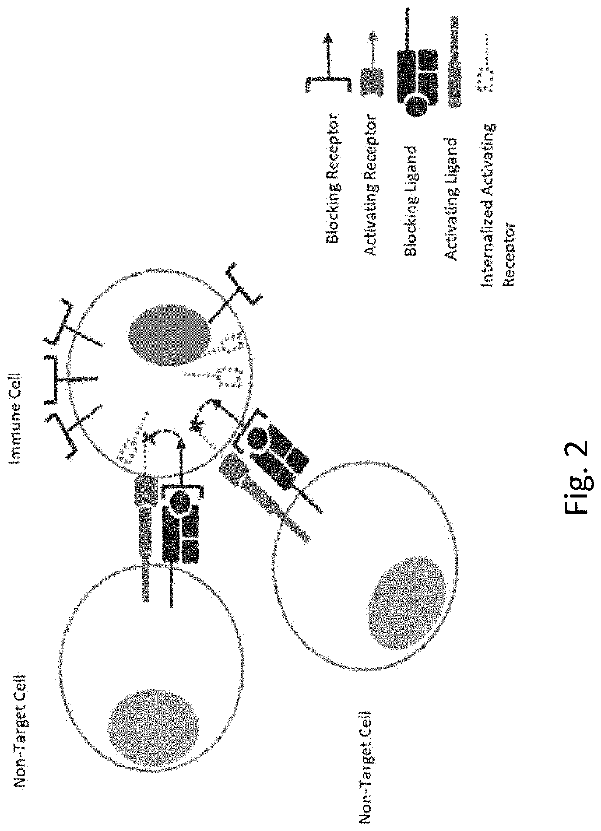 Engineered immune cells with receptor cross-talk