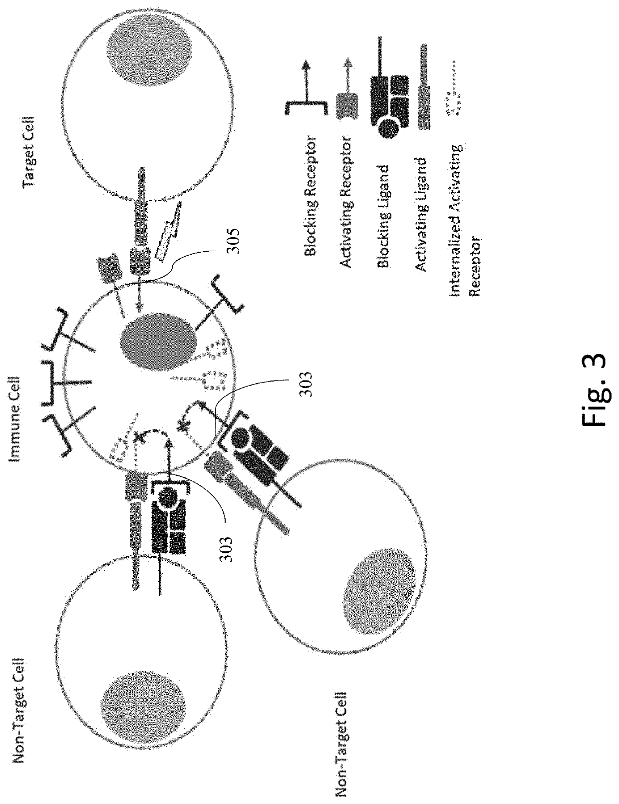 Engineered immune cells with receptor cross-talk