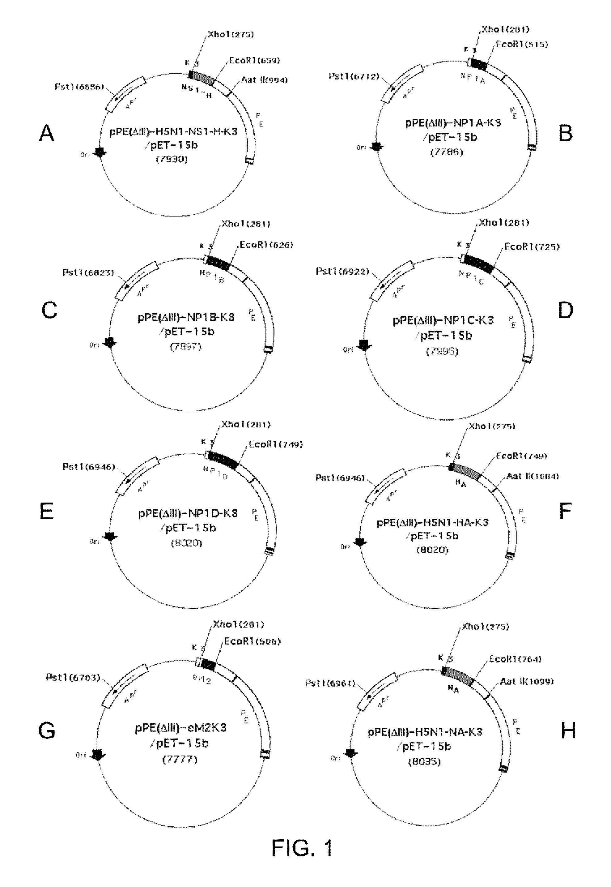 Fusion antigen used as vaccine and method of making them