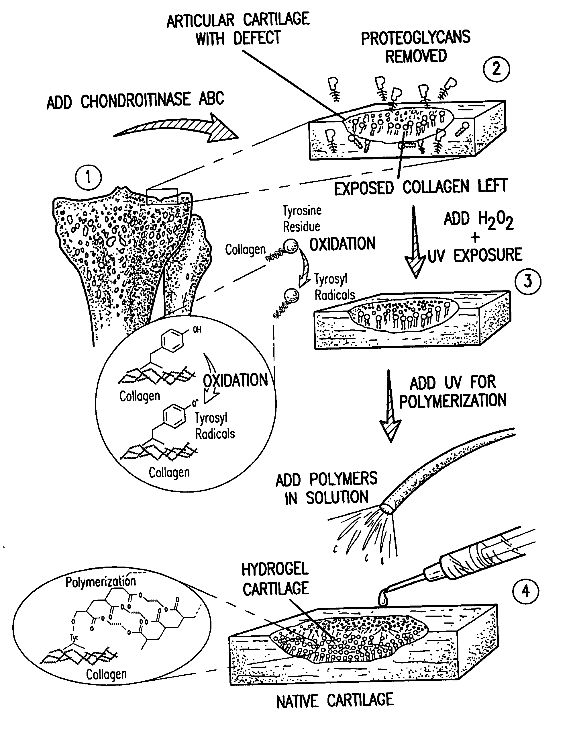 Method and material for enhanced tissue-biomaterial integration