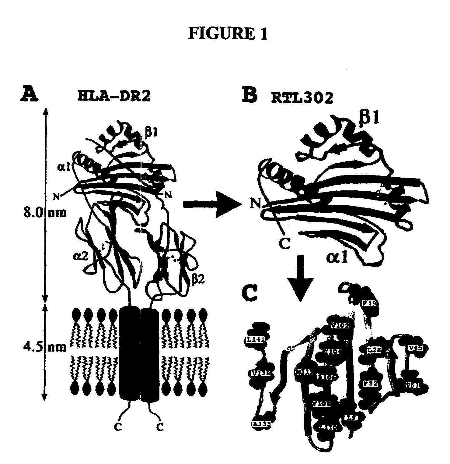 Monomeric recombinant MHC molecules useful for manipulation of antigen-specific T cells