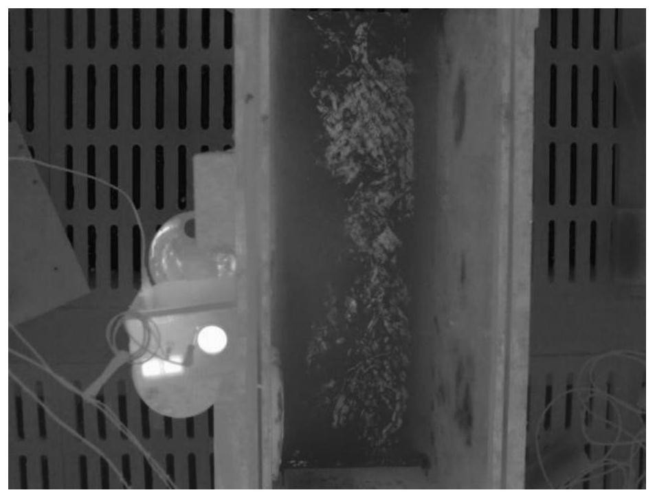 Moving target body surface temperature rapid detection method and system based on thermal infrared video