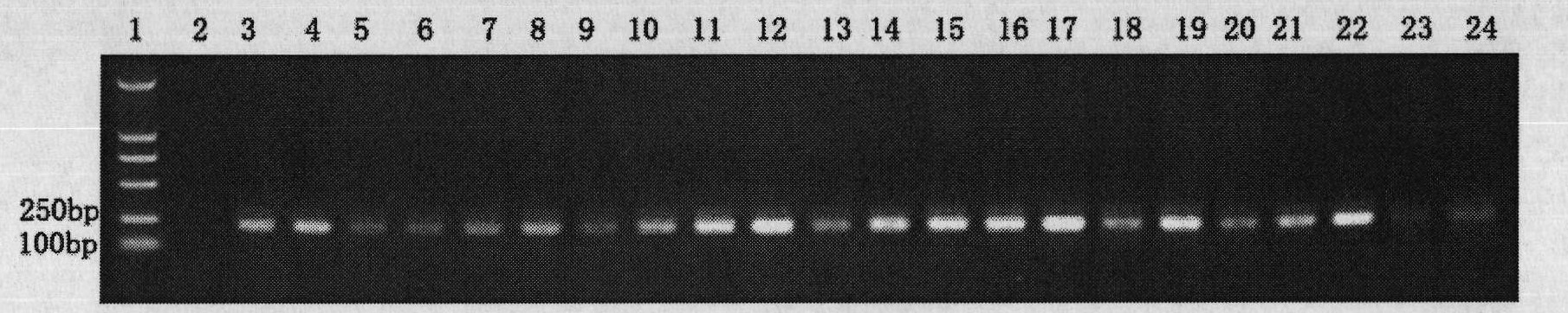 Detection reagent kit and detection method of soybean phytophthora