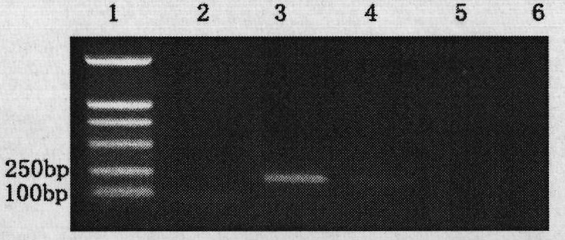 Detection reagent kit and detection method of soybean phytophthora