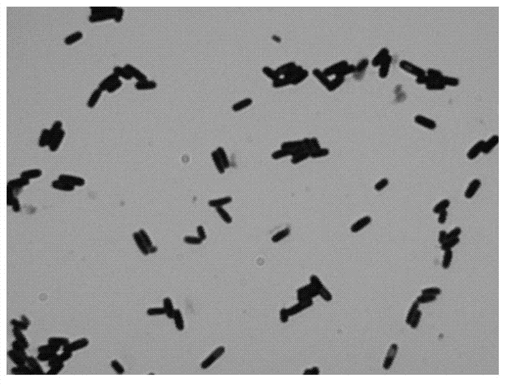 Bacillus methylotrophicus Sanju-04 and its application